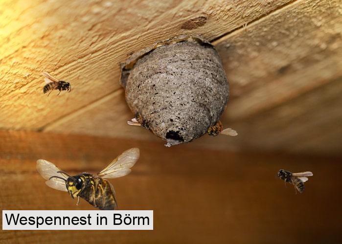 Wespennest in Börm